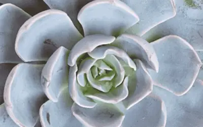 Echeveria ‘Morning Beauty’