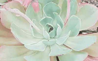 Echeveria ‘Powder Blue’