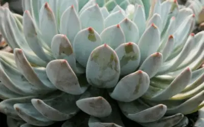 Echeveria ‘Laulindsa’