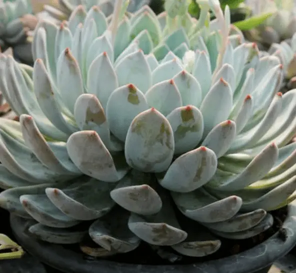 Echeveria ‘Laulindsa'