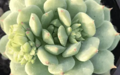 Echeveria ‘Kircheriana’