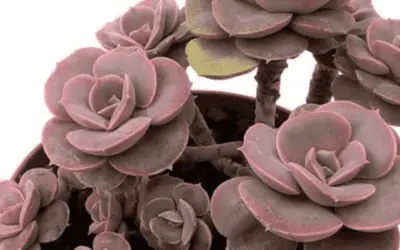 Echeveria ‘Joy’s Giant’