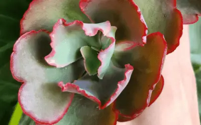 Echeveria ‘Mauna Loa’