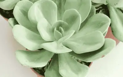 Echeveria ‘Green Abalone’