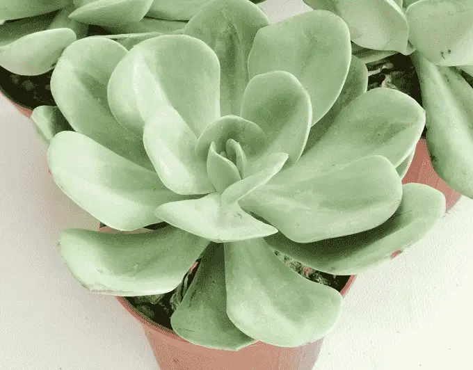 Echeveria ‘Green Abalone’