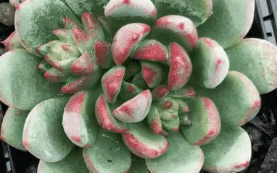 Echeveria ‘Gusto’