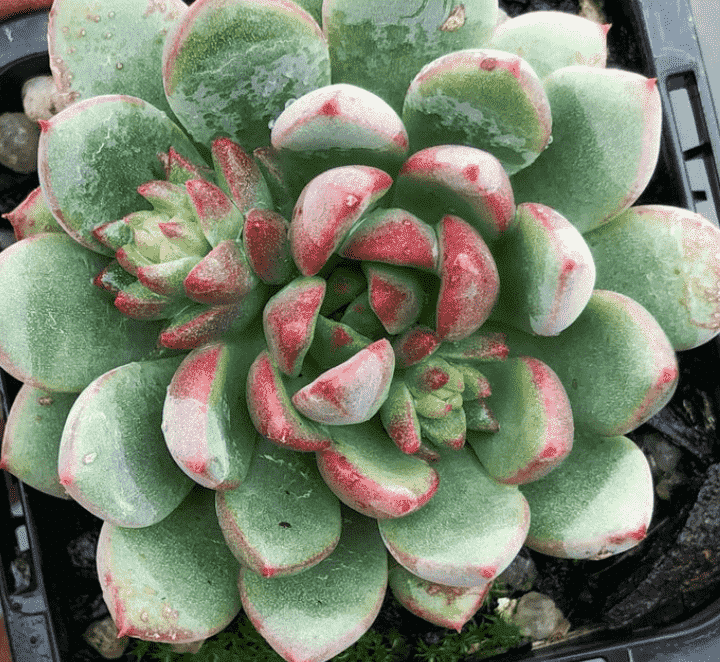 Echeveria ‘Gusto'