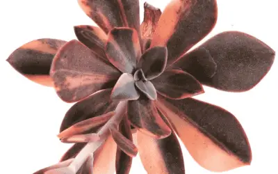 Echeveria ‘Hanaikada’