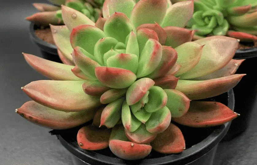 Echeveria ‘Frank Reinelt’