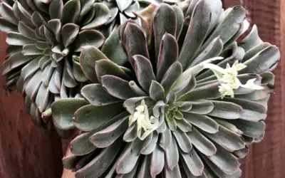 Echeveria ‘Fantastic Fountain’