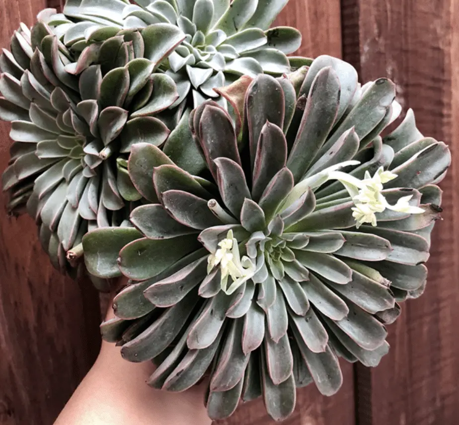 Echeveria ‘Fantastic Fountain’