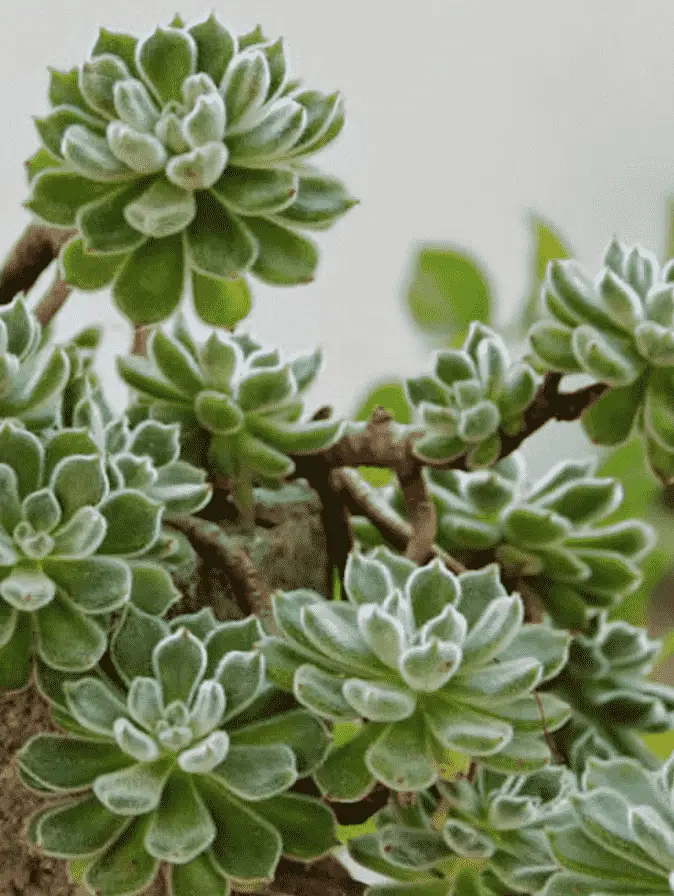 Echeveria 'Doris Taylor’