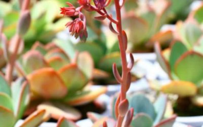 Echeveria ‘Gila’