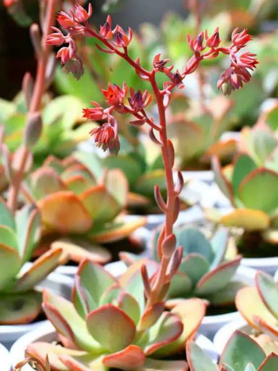 Echeveria ‘Gila'