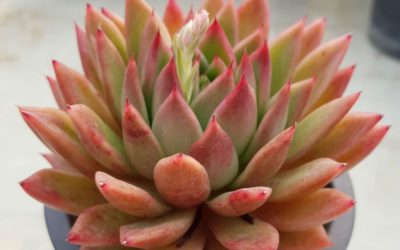 Echeveria ‘Water Lily’