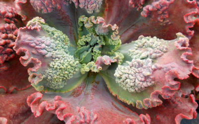 Echeveria ‘Gorgon’s Grotto’