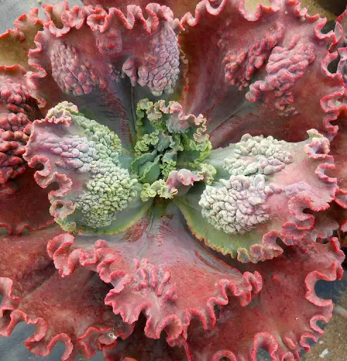 Echeveria ‘Gorgon’s Grotto’