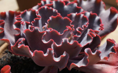 Echeveria ‘Silveron Red’