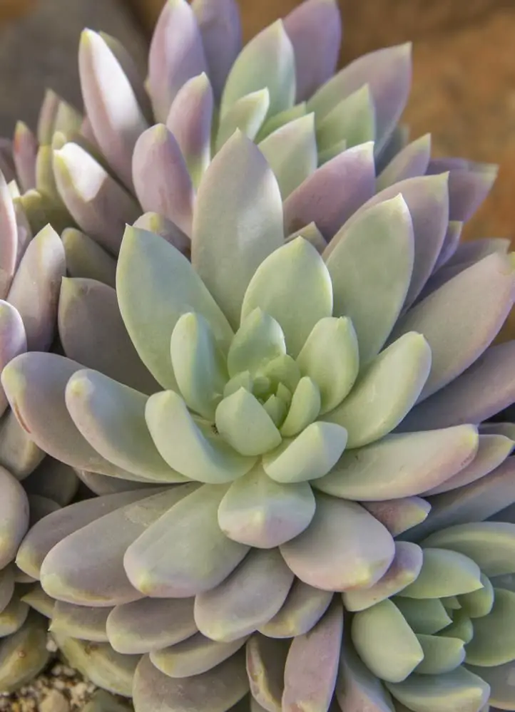 X Sedeveria 'Lilac Mist'