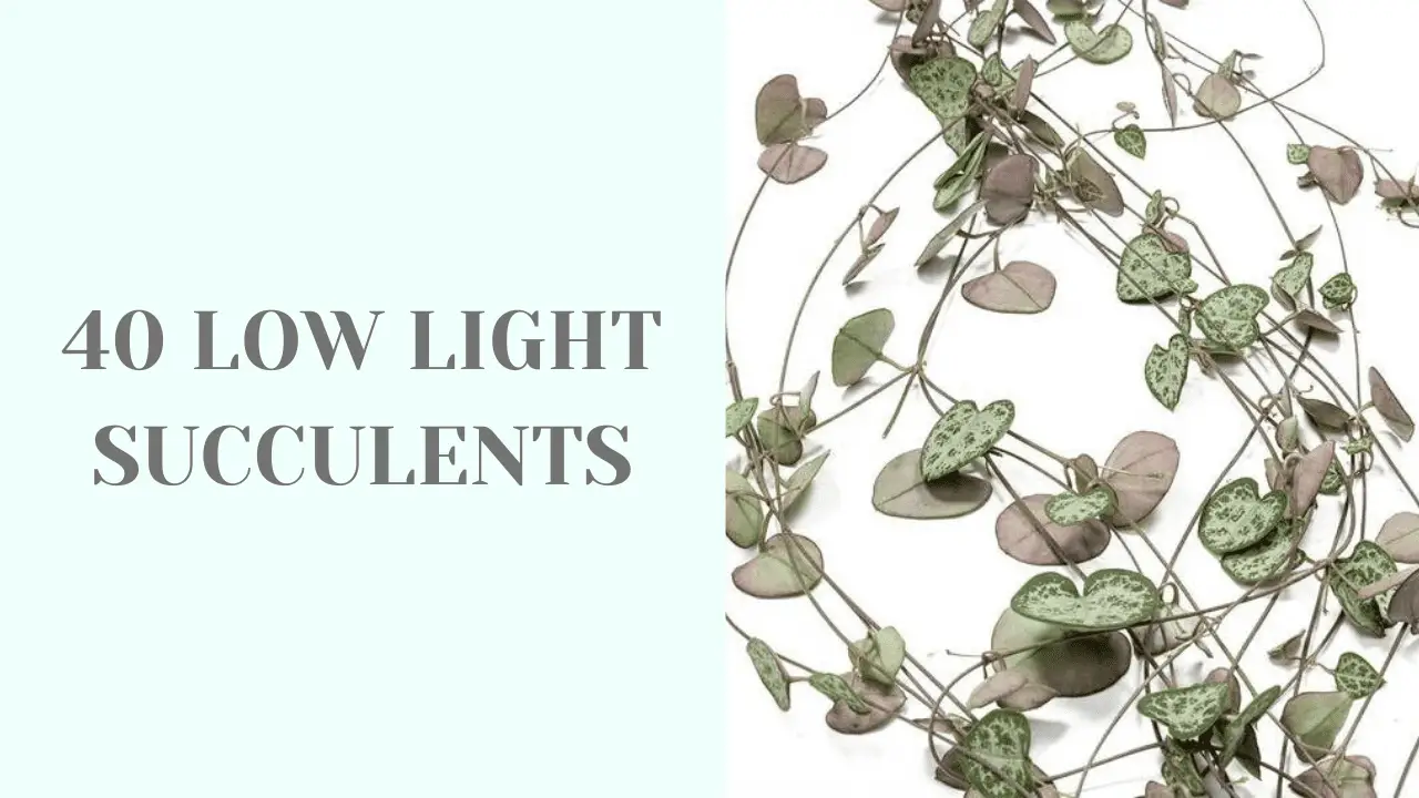 40 low light succulents