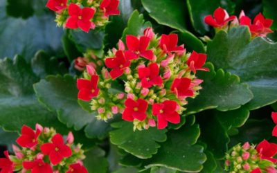 Kalanchoe Blossfeldiana ‘Flaming Katy’