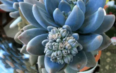 X Sedeveria ‘Blue Mist’