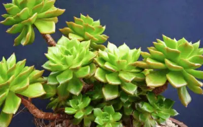 X Sedeveria ‘Letizia’