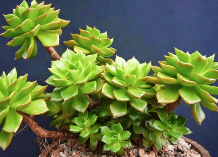 X Sedeveria 'Letizia'