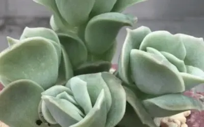 X Graptoveria ‘Lovely Rose’