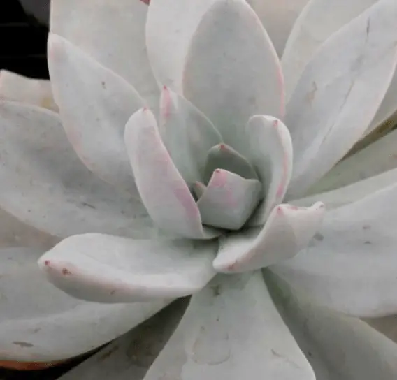 X Graptoveria 'Platinum'