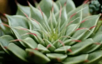 X Graptoveria ‘Silver Star’