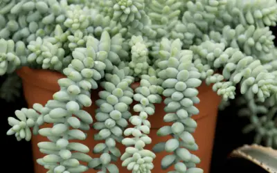 Sedum Morganianum ‘Burrito’