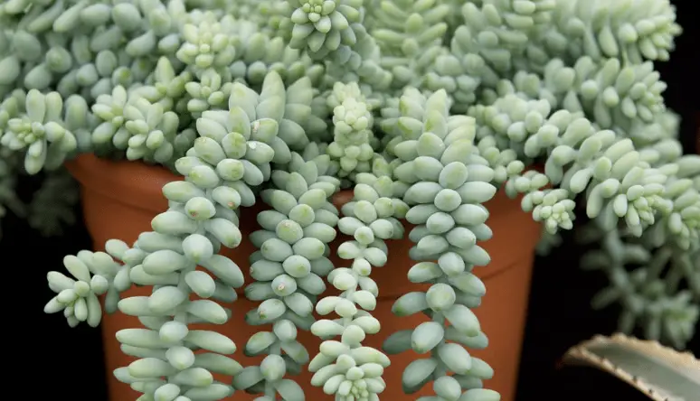 sedum morganianum