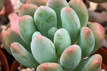 X Pachyveria ‘Clavifolia’