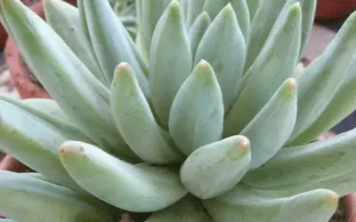 X Pachyveria ‘Glauca’