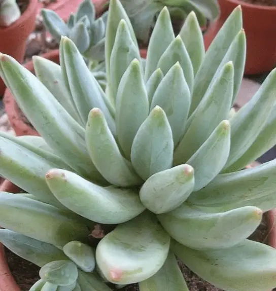 X Pachyveria 'Glauca'