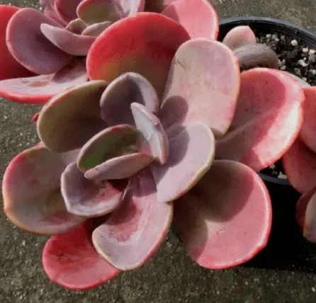 X Pachyveria 'Myrtilla'