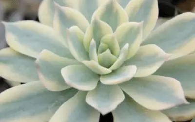 Echeveria ‘Peacockii ‘Variegata’