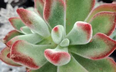 Echeveria Pulvinata ‘Ruby Blush’