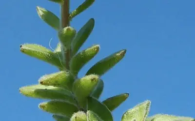 Echeveria Pilosa