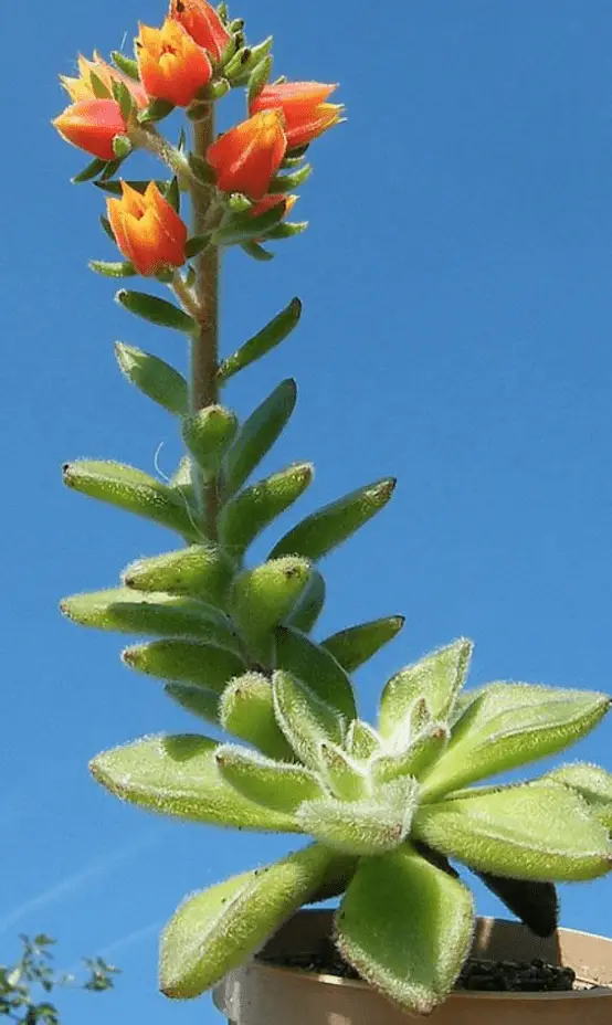 Echeveria Pilosa