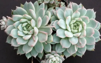 Echeveria Prolifica