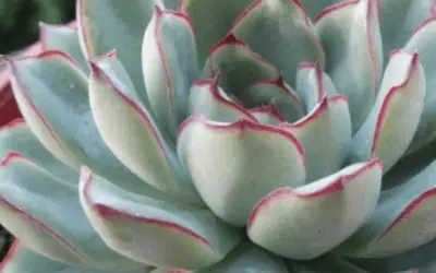 Echeveria Pulidonis