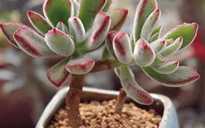 Echeveria Pulvinata