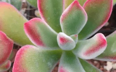 Echeveria Pulvinata ‘Ruby’