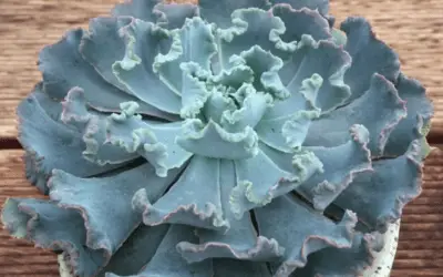 Echeveria Shaviana ‘Truffles’