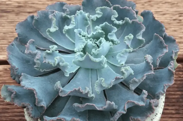 Echeveria Shaviana ‘Truffles'