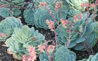 Echeveria Secunda