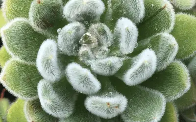 Echeveria Setosa ‘Mexican Firecracker’