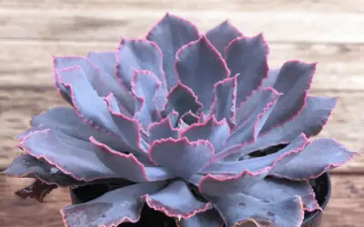 Echeveria Shaviana ‘Pink Frills’